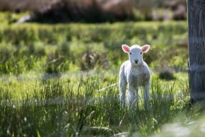 hope seen as lamb in pasture