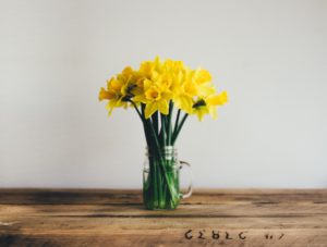 daffodils: harbingers of hope