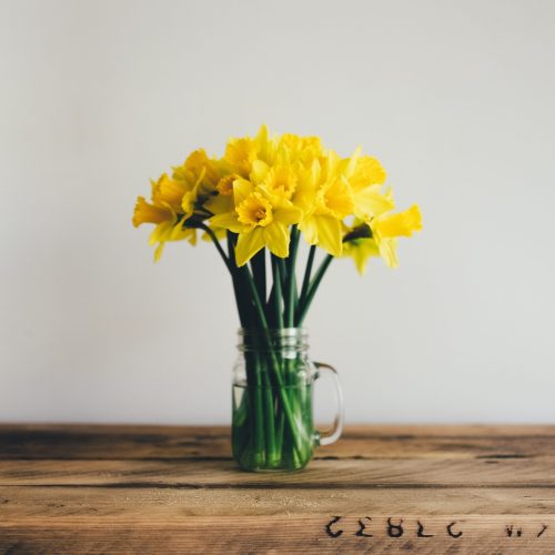 Harbinger of Hope: Springtime Daffodils
