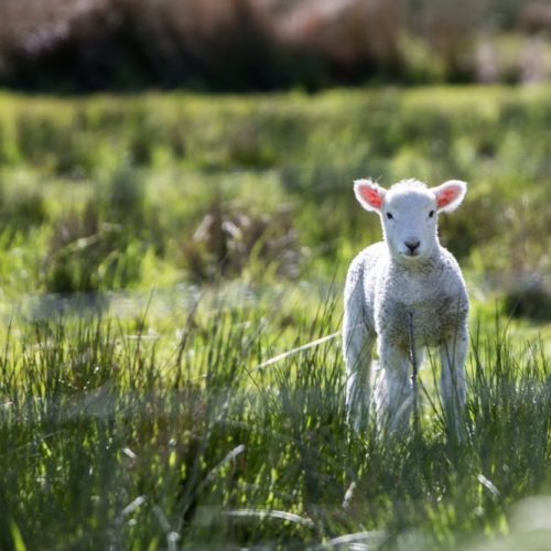 Lamb in pasture 