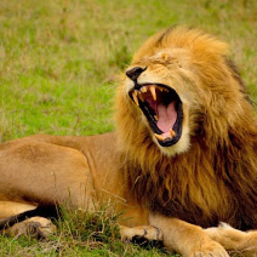 When the Lion Roars: Five Promises Christians Can Claim